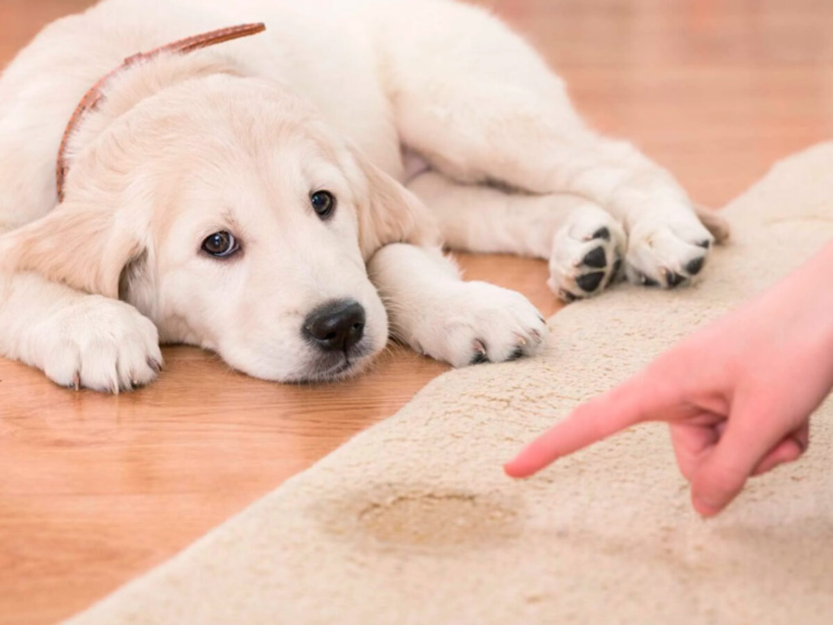 Como tirar o cheiro de urina de cachorro do tapete | Blog Fratelli House!
